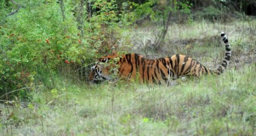 资料图:阿穆尔虎。