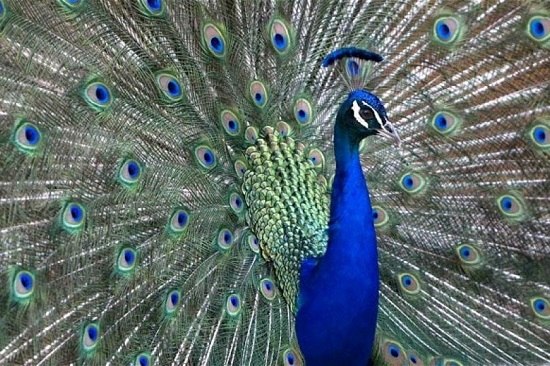 农场主养孔雀当宠物美丽大鸟成鸡群“守护神”