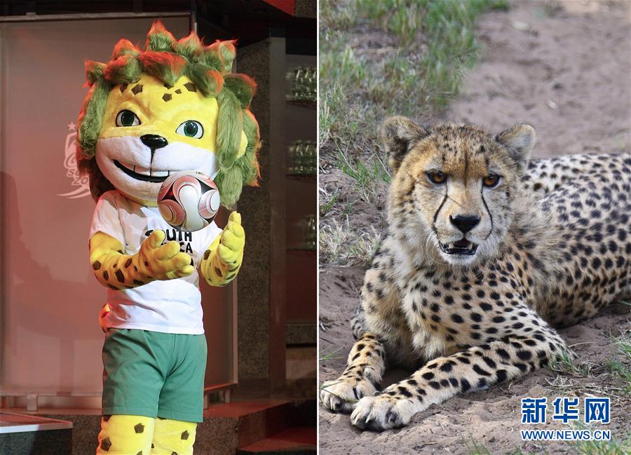 左图:南非世界杯吉祥物、小猎豹“扎库米”首次亮相(2008年9月22日摄);右图:南非赫卢赫卢韦-印姆弗鲁兹公园内的猎豹(2016年2月14日摄)。 左图:南非世界杯吉祥物、小猎豹“扎库米”首次亮相(2008年9月22日摄);右图:南非赫卢赫卢韦-印姆弗鲁兹公园内的猎豹(2016年2月14日摄)。