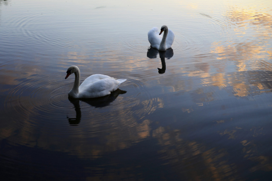 夕阳下的天鹅：晚霞中顾影自怜宛若云端起舞（图）
