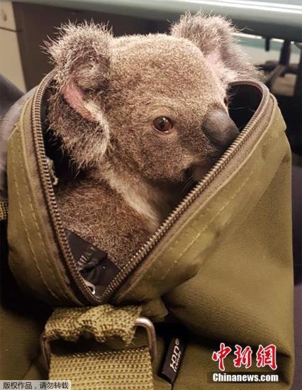 当地时间11月6日，澳大利亚警方在街上发现一女子的双肩包里藏了一只考拉宝宝。随后警方将这只小考拉带到警局，小考拉不认生的和警员一起玩耍。