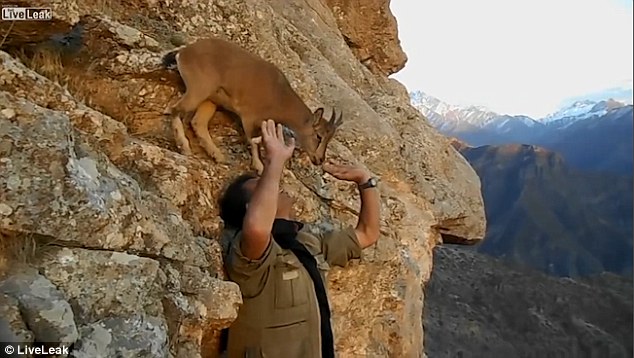 山羊百般阻拦男子爬山视频蹿红网络