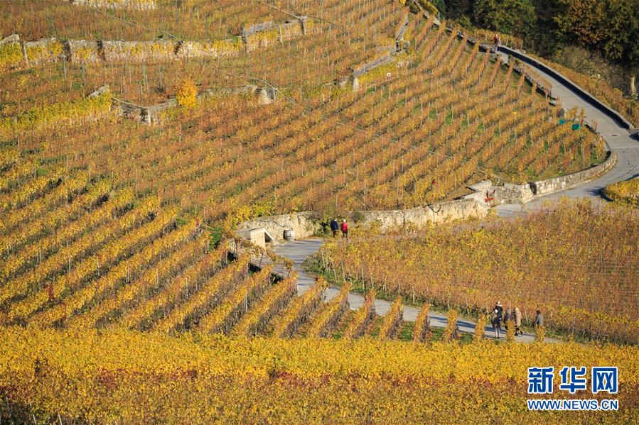 （国际）（2）瑞士：深秋的拉沃葡萄园