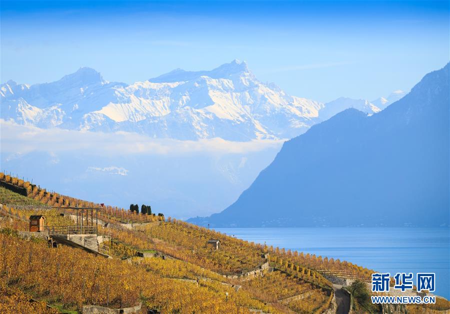 （国际）（1）瑞士：深秋的拉沃葡萄园