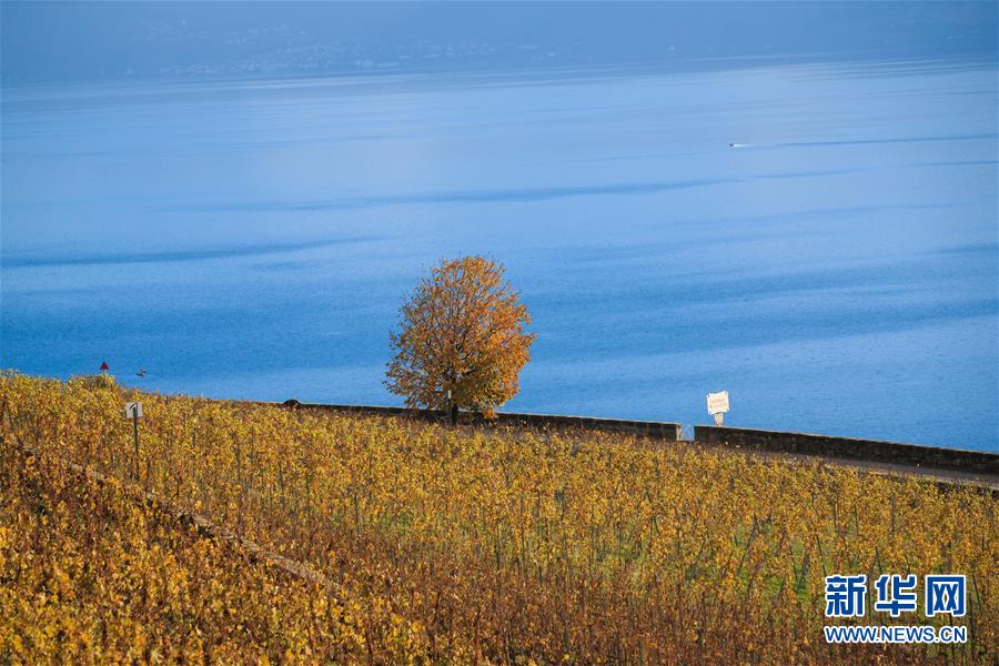 （国际）（3）瑞士：深秋的拉沃葡萄园