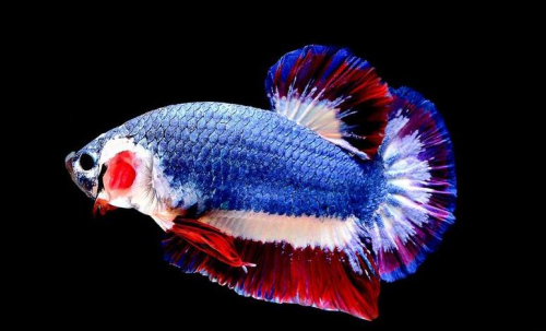 身披蓝红白国旗颜色泰国斗鱼拍卖约1万人民币(图)