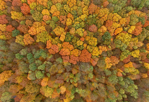 蜗居太贵？不如买一片树林解放你的身心