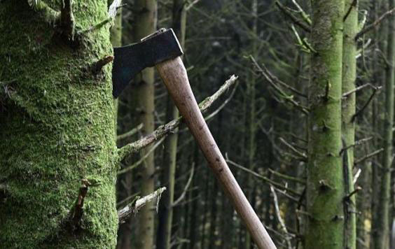 蜗居太贵？不如买一片树林解放你的身心