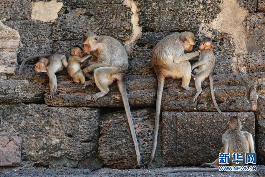 （国际）（1）泰国华富里：古塔中的猴群乐园