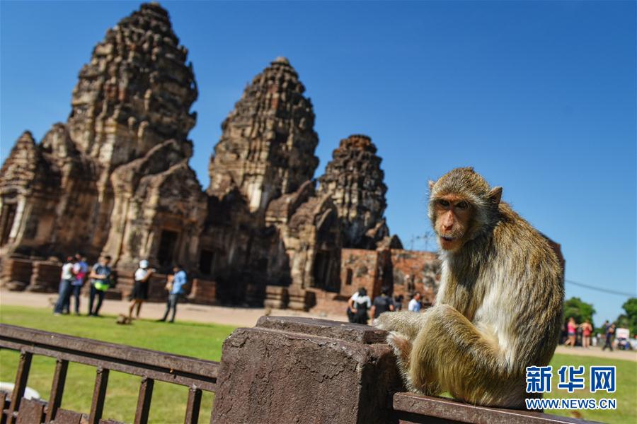 （国际）（4）泰国华富里：古塔中的猴群乐园