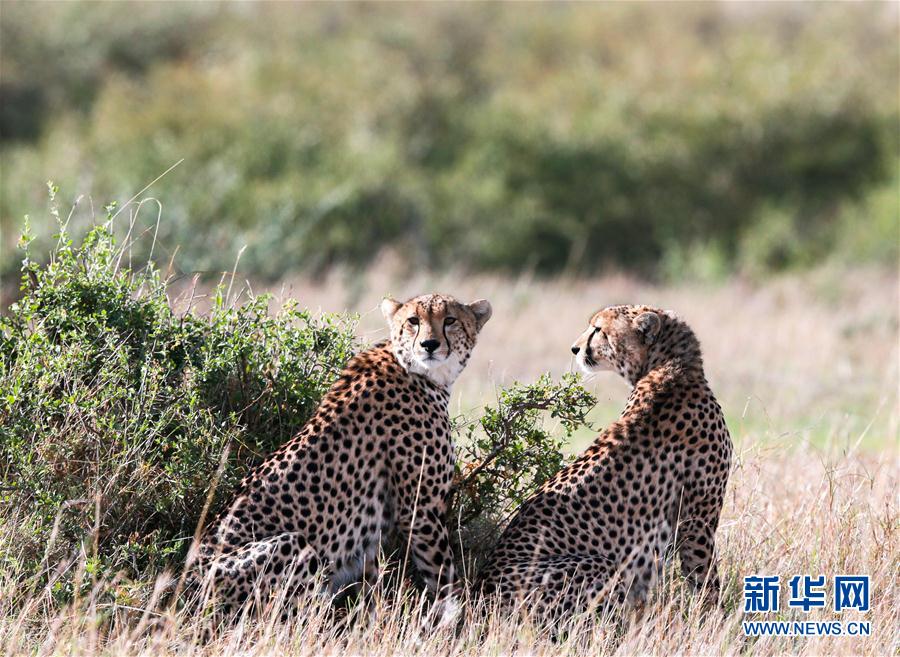 （国际）（1）马赛马拉&mdash;&mdash;肯尼亚的&ldquo;野生动物天堂&rdquo;