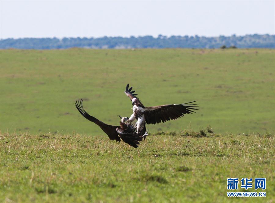 （国际）（2）马赛马拉&mdash;&mdash;肯尼亚的&ldquo;野生动物天堂&rdquo;