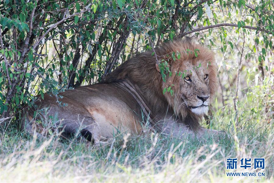 （国际）（4）马赛马拉&mdash;&mdash;肯尼亚的&ldquo;野生动物天堂&rdquo;