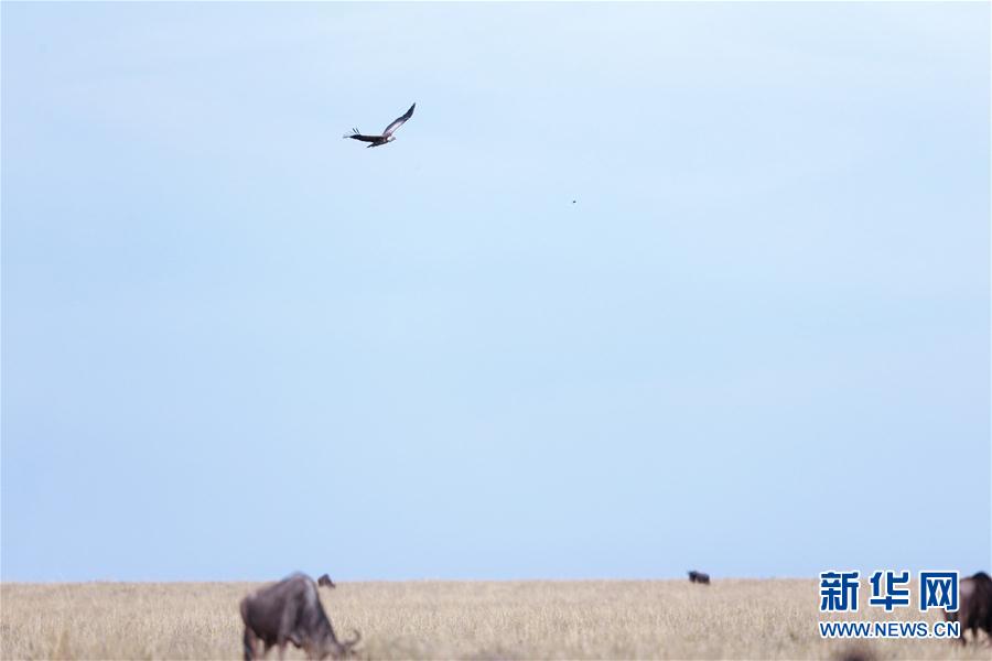 （国际）（5）马赛马拉&mdash;&mdash;肯尼亚的&ldquo;野生动物天堂&rdquo;