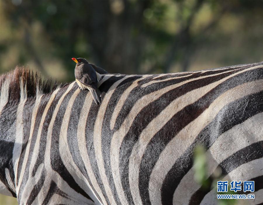 （国际）（6）马赛马拉&mdash;&mdash;肯尼亚的&ldquo;野生动物天堂&rdquo;