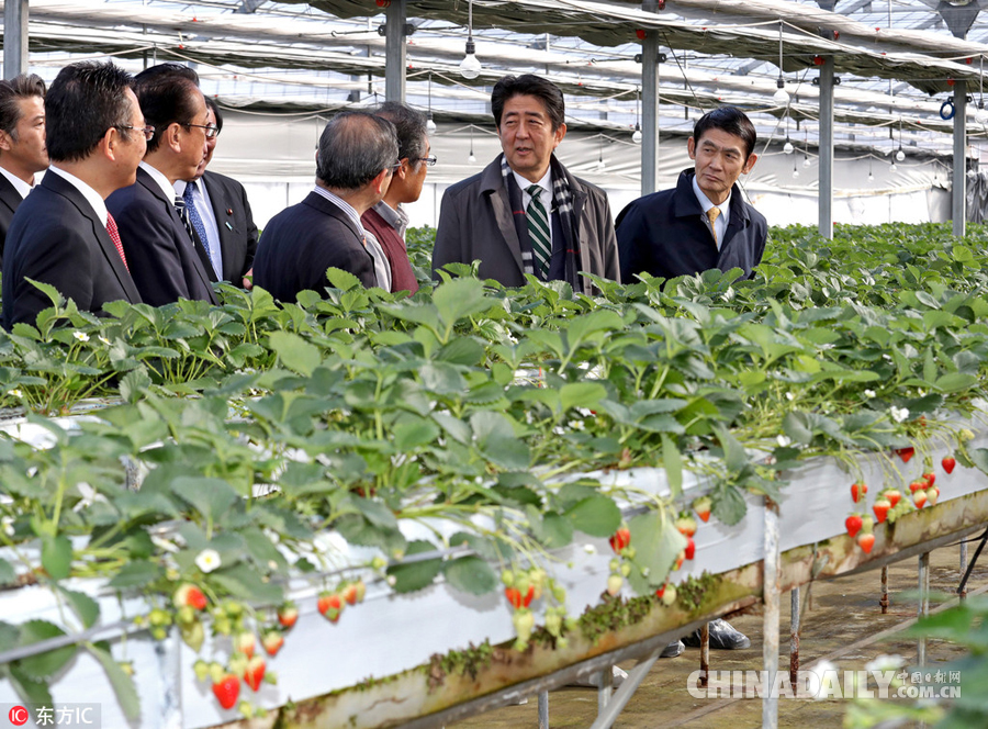 安倍视察福岛核事故灾区 亲自品尝当地食物