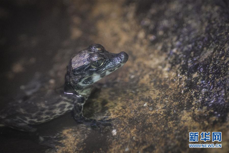 （外代二线）鳄鱼幼崽