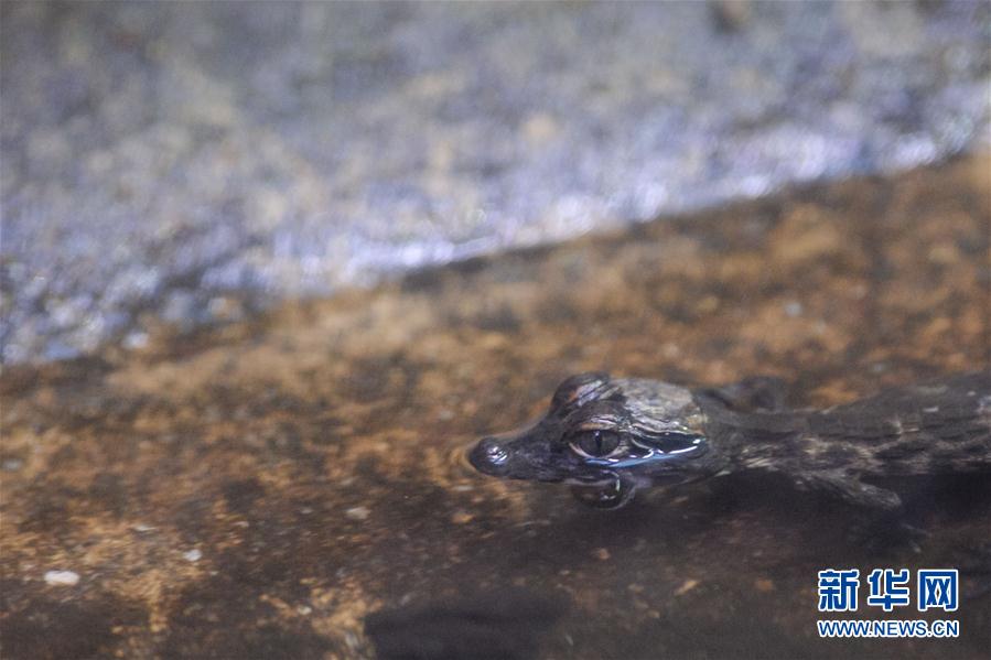 （外代二线）鳄鱼幼崽