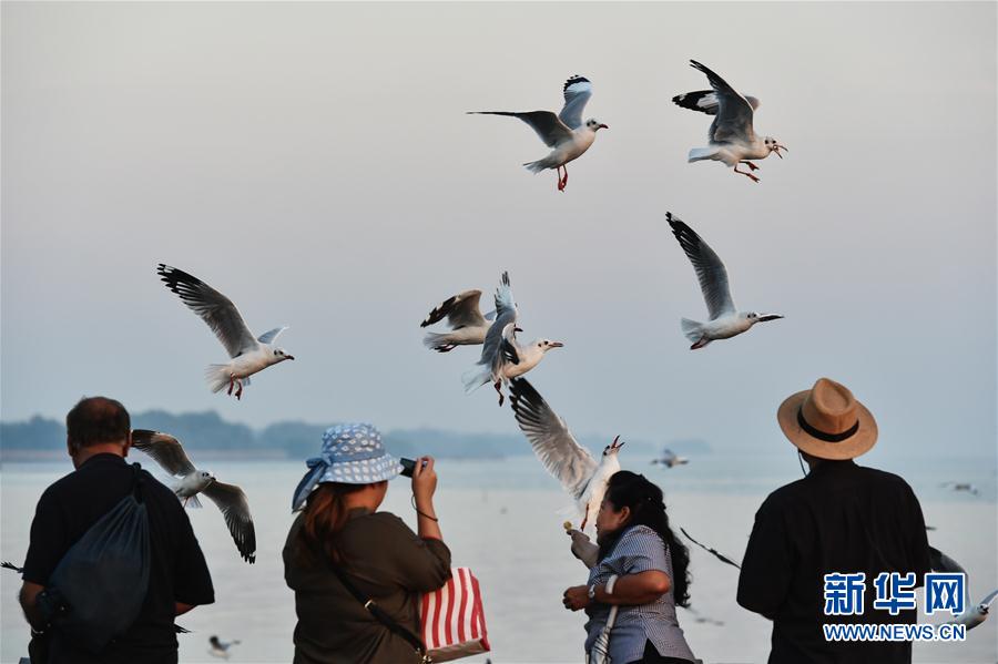 （国际）（5）泰国湾赏鸥