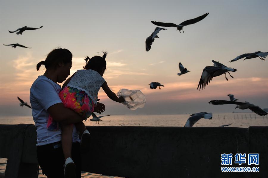 （国际）（7）泰国湾赏鸥