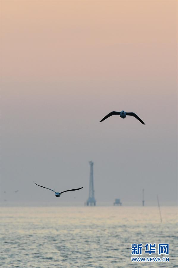 （国际）（8）泰国湾赏鸥