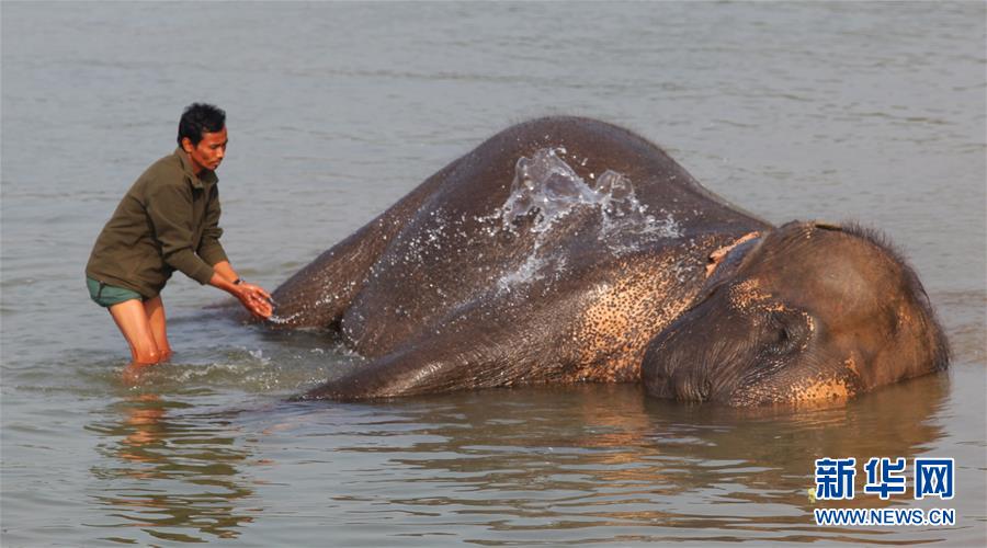 （国际）（2）尼泊尔大象节