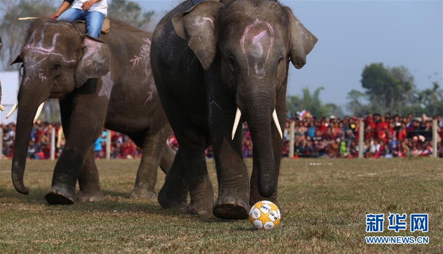 （国际）（5）尼泊尔大象节