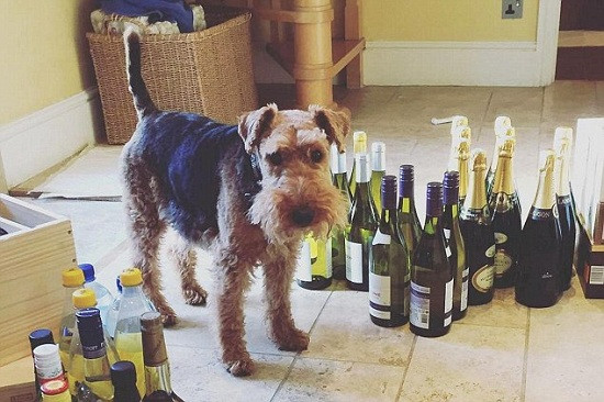 英国唐宁街萌宠：财政大臣宠物狗成&ldquo;网红&rdquo;（图）