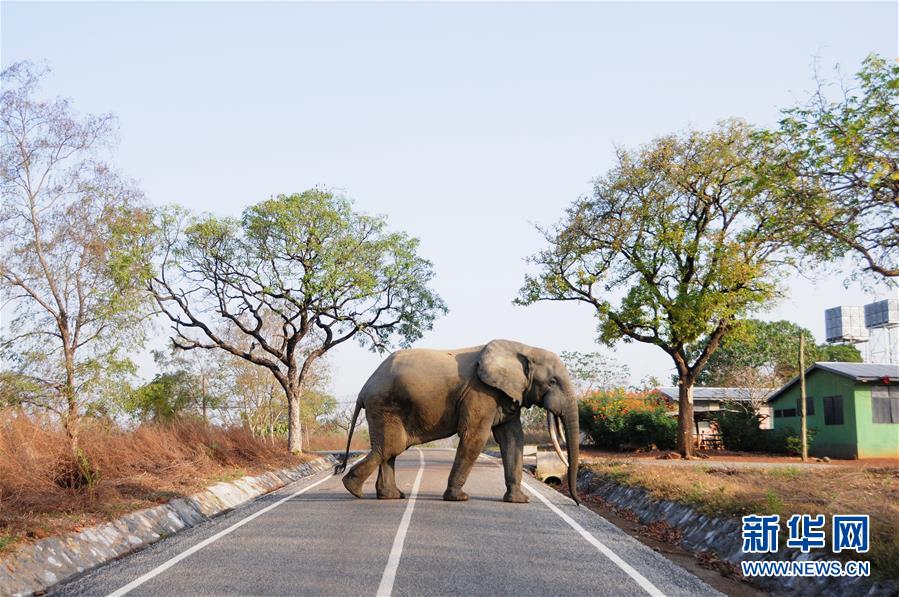 (国际)(2)探访加纳莫雷国家公园