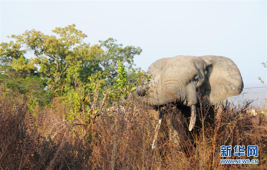 （国际）（6）探访加纳莫雷国家公园