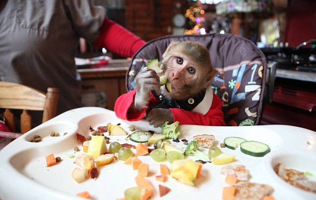 美女子给6只小猴当妈 喂奶换尿布教手语(组图