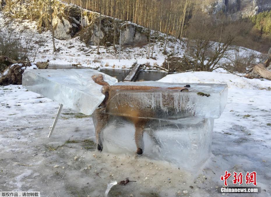 狐狸掉河冻成冰雕