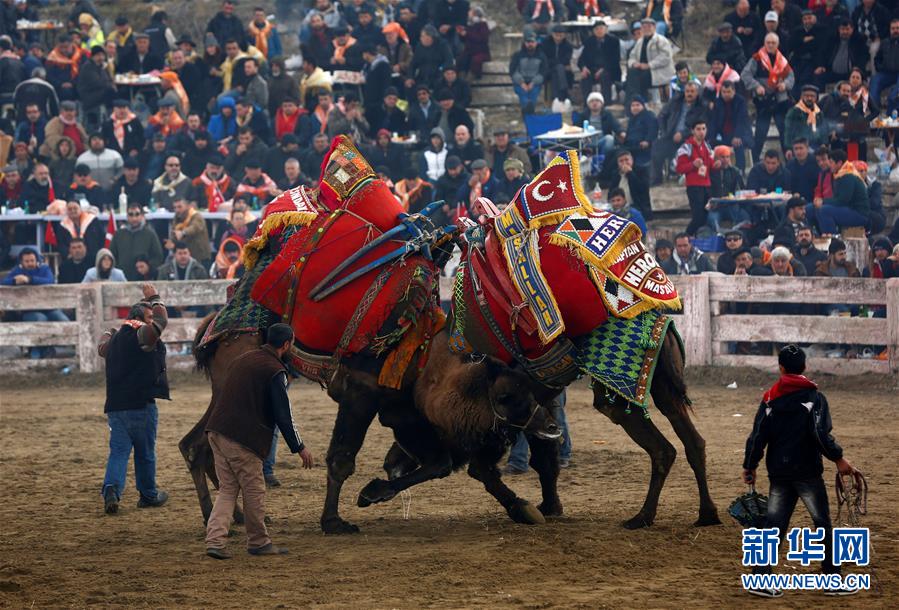 （外代一线）（1）土耳其骆驼&ldquo;摔跤&rdquo;大赛