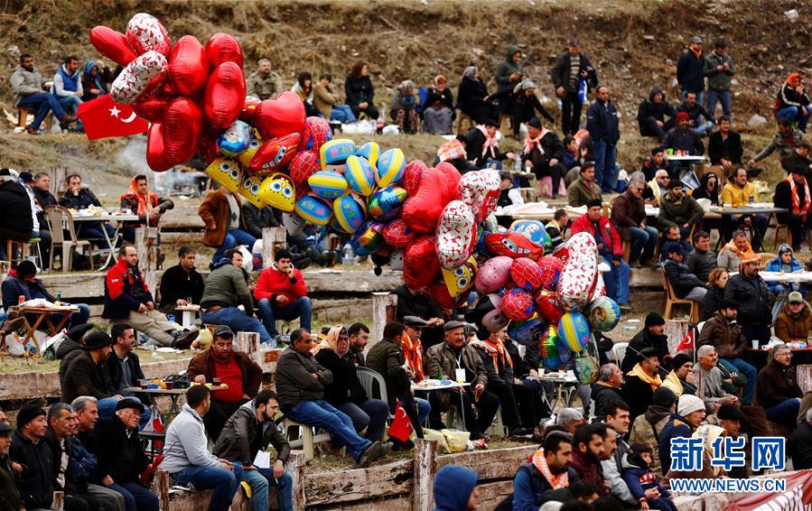 （外代一线）（4）土耳其骆驼&ldquo;摔跤&rdquo;大赛