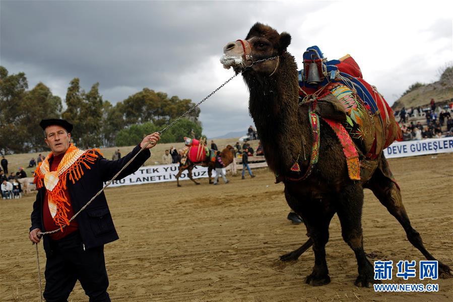 （外代一线）（8）土耳其骆驼&ldquo;摔跤&rdquo;大赛