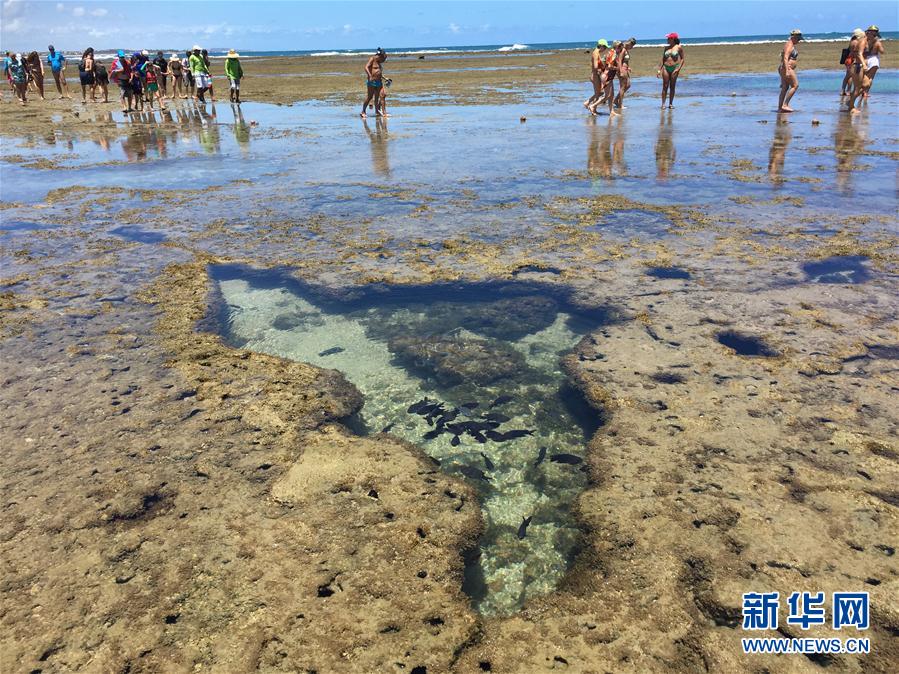 （国际）（3）鸡年到来游&ldquo;鸡港&rdquo;