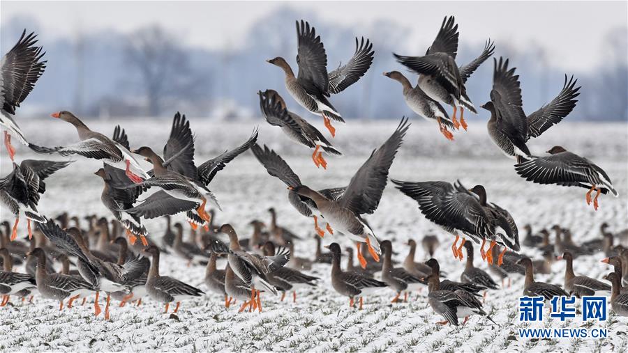 [3]（外代二线）冰雪中的野鹅