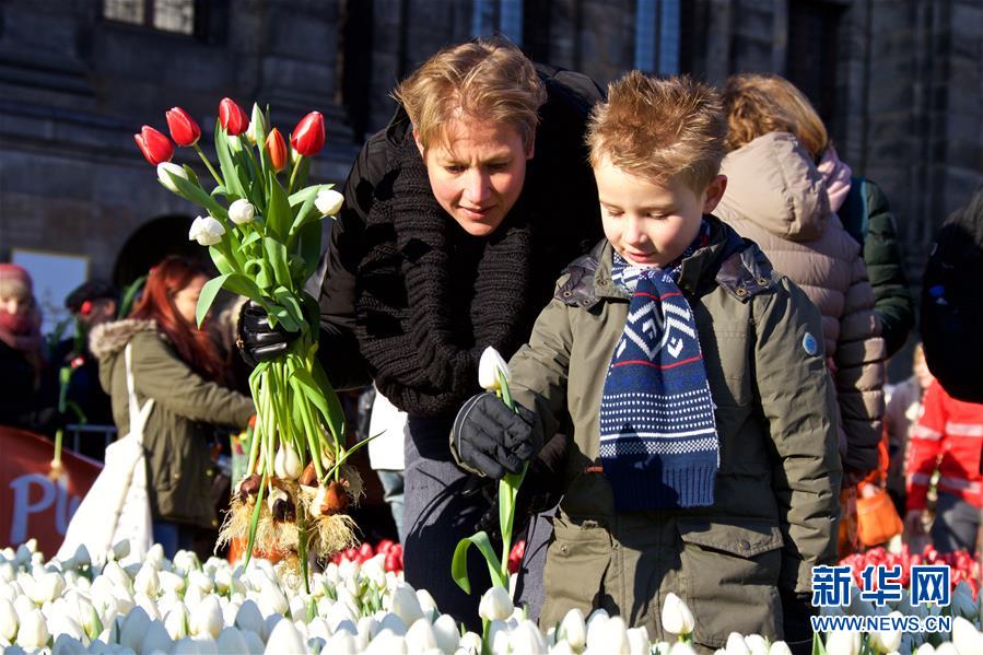 （国际）（2）荷兰迎来国家郁金香日