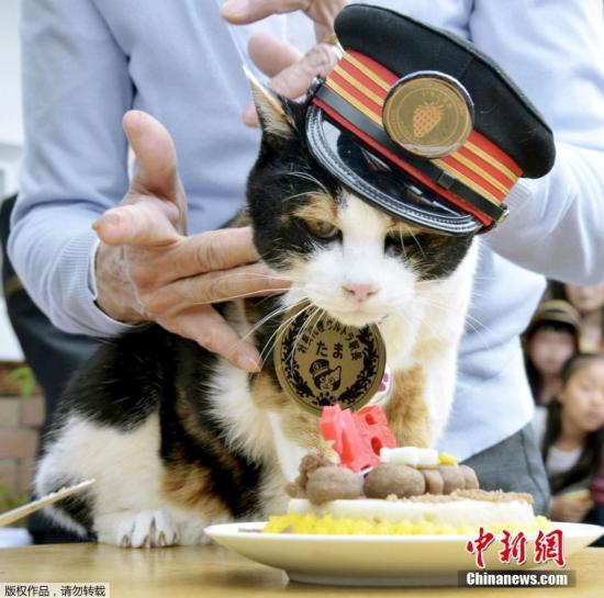 资料图：日本和歌山电铁的首任花猫站长&ldquo;小玉&rdquo;(Tama)。
