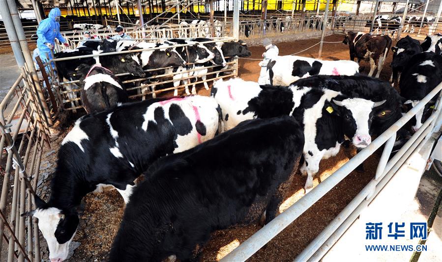 （外代一线）（4）韩国出现口蹄疫疫情