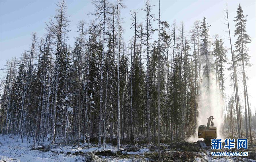 （外代一线）（4）冬季伐木忙
