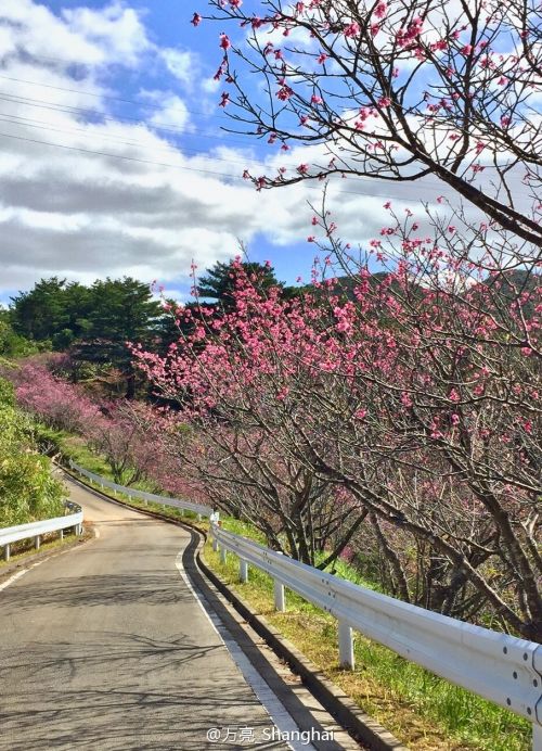 2月初冲绳的樱花（@万亮_Shanghai）