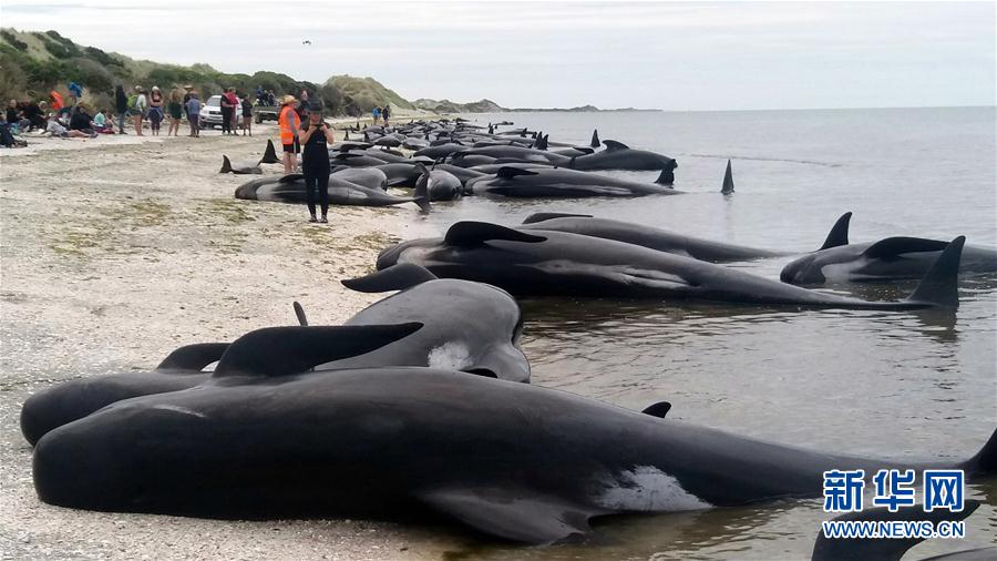 （外代一线）（1）谨防爆炸　新西兰提醒游客远离搁浅鲸鱼尸体