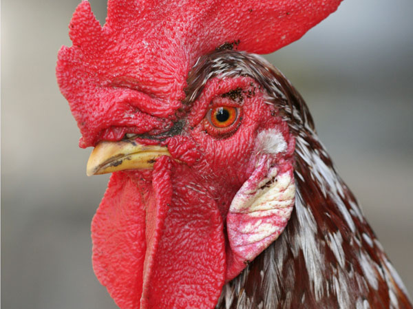 信不信由你：股市每逢鸡年必涨