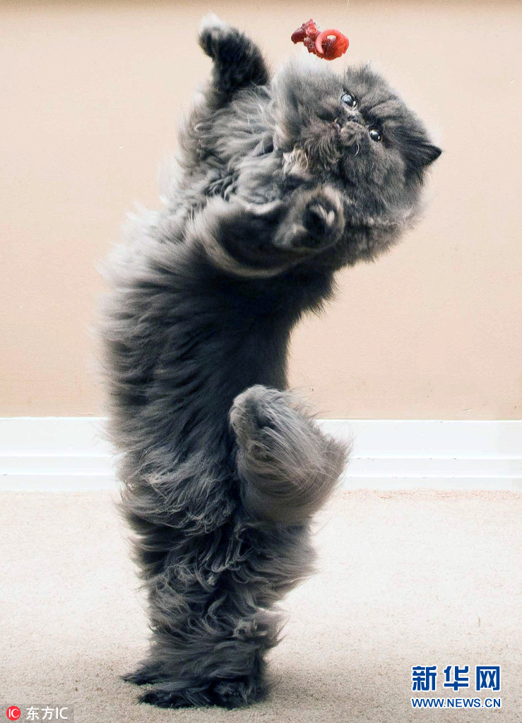 美国小猫尖牙外露吓人 怪异面貌吸粉无数(组图