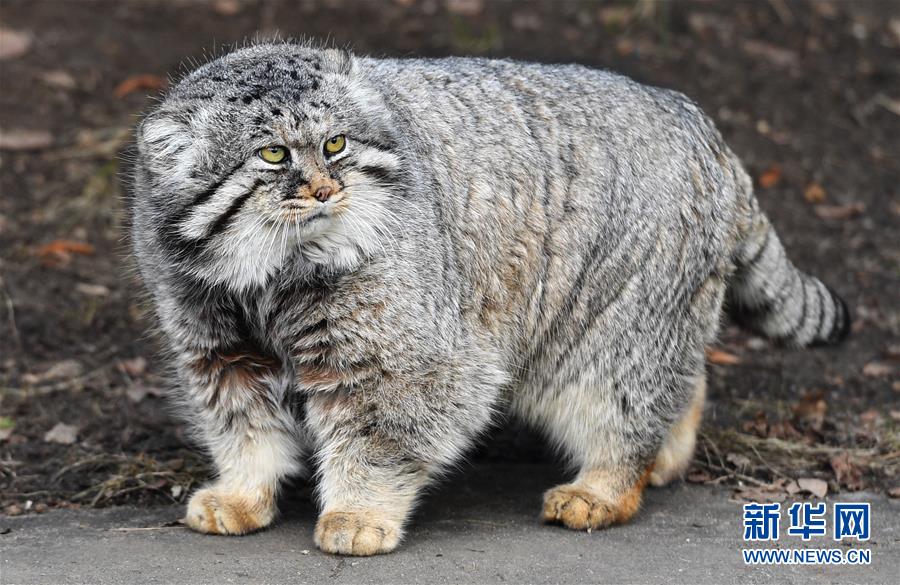 [6]（外代二线）莫斯科动物园