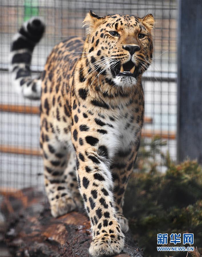 [1]（外代二线）莫斯科动物园