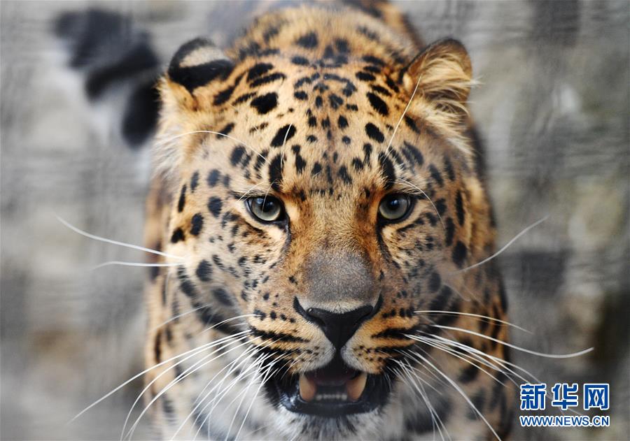 [9]（外代二线）莫斯科动物园