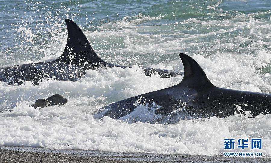 （外代二线）虎鲸捕食