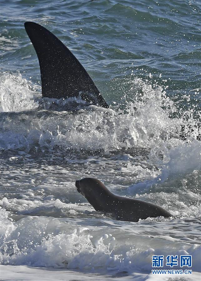 （外代二线）虎鲸捕食